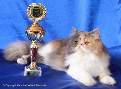 3rd place - WCF Ring