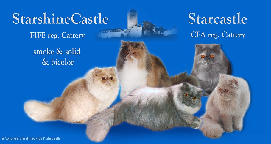StarshineCastle Persians- FIFE cattery for smoke & solid & bicolor persians