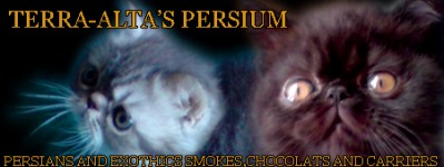 TERRA-ALTA PERSIUM